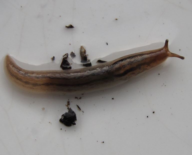 Ambigolimax Banded Slug