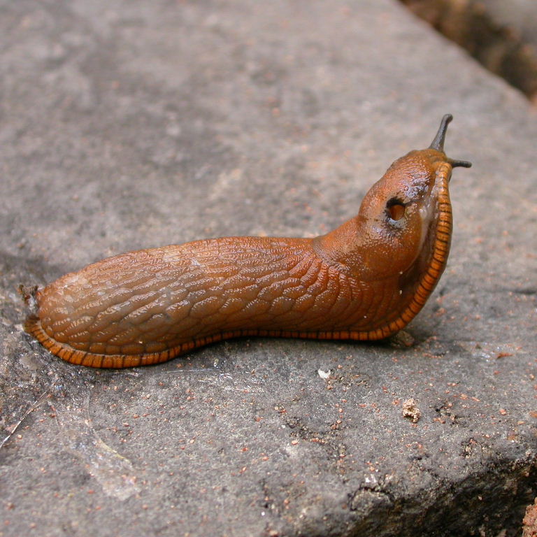 Large Arion Slug