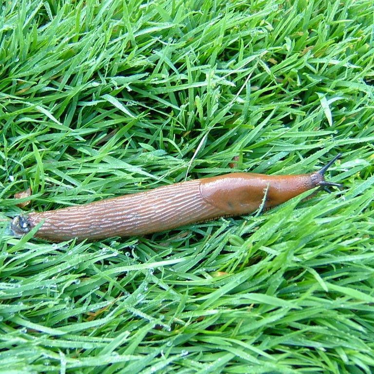 Large Arion Slug