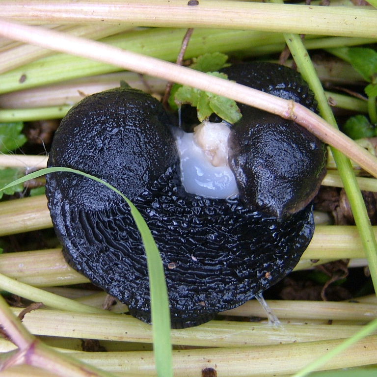 Large Arion Slugs mating