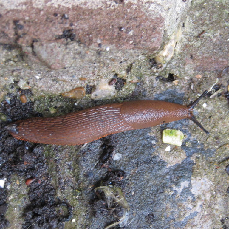 Large Arion Slug