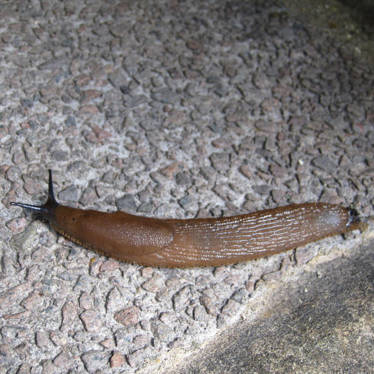 Large Arion Slug