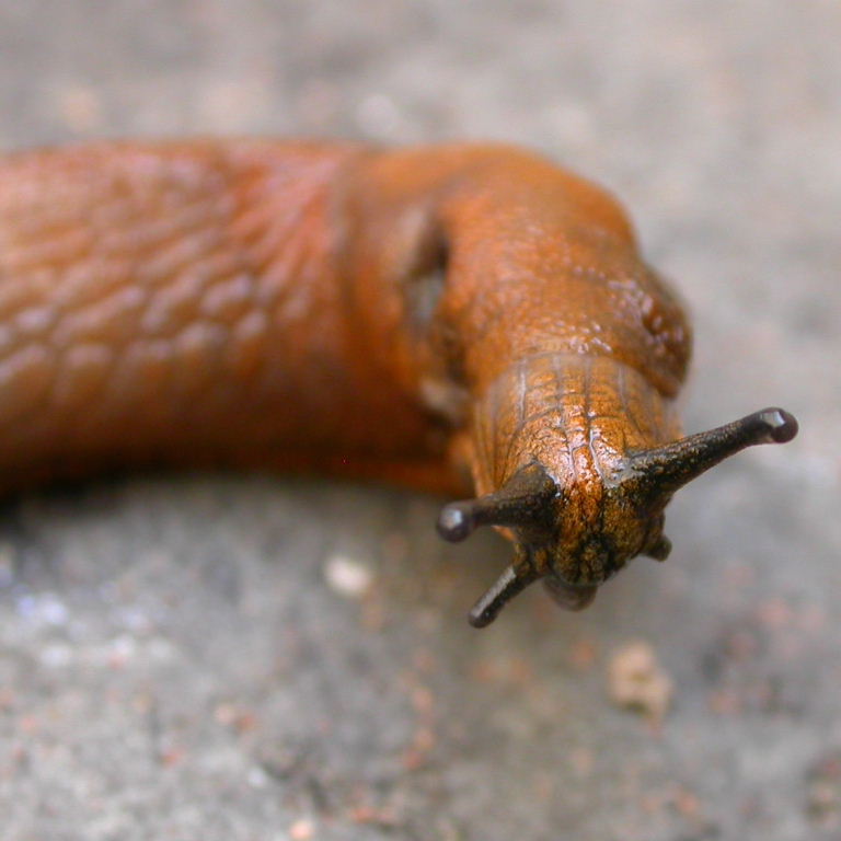 Large Arion Slug antennae