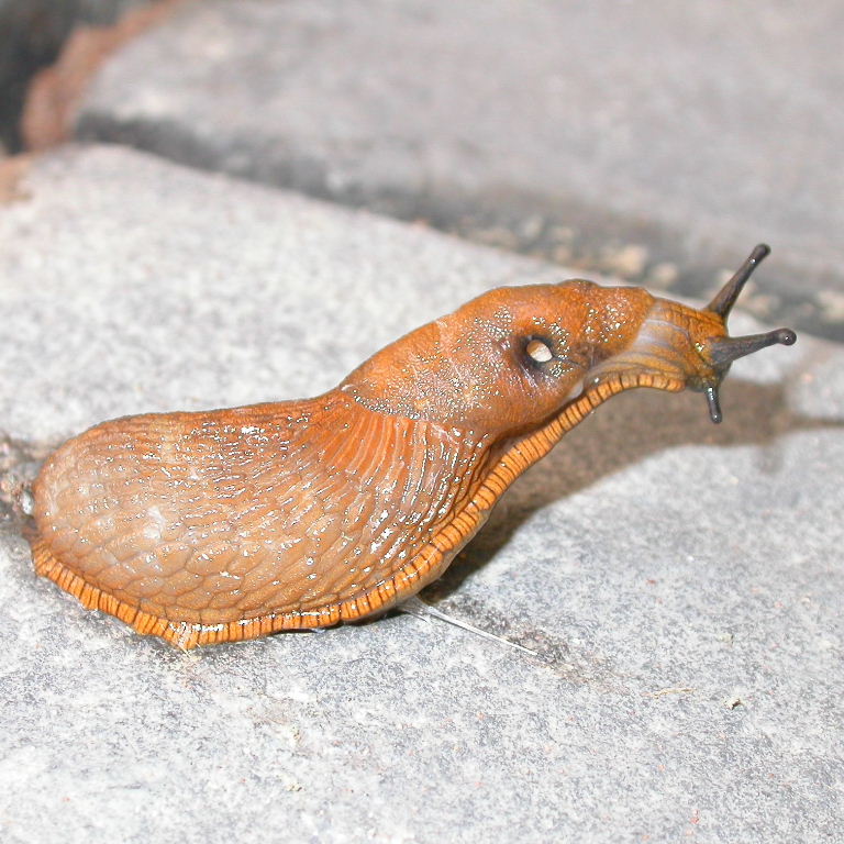 Red Arion Slug