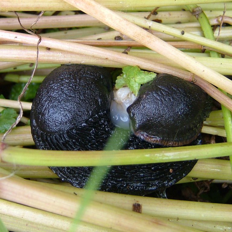 Large Black Slugs mating