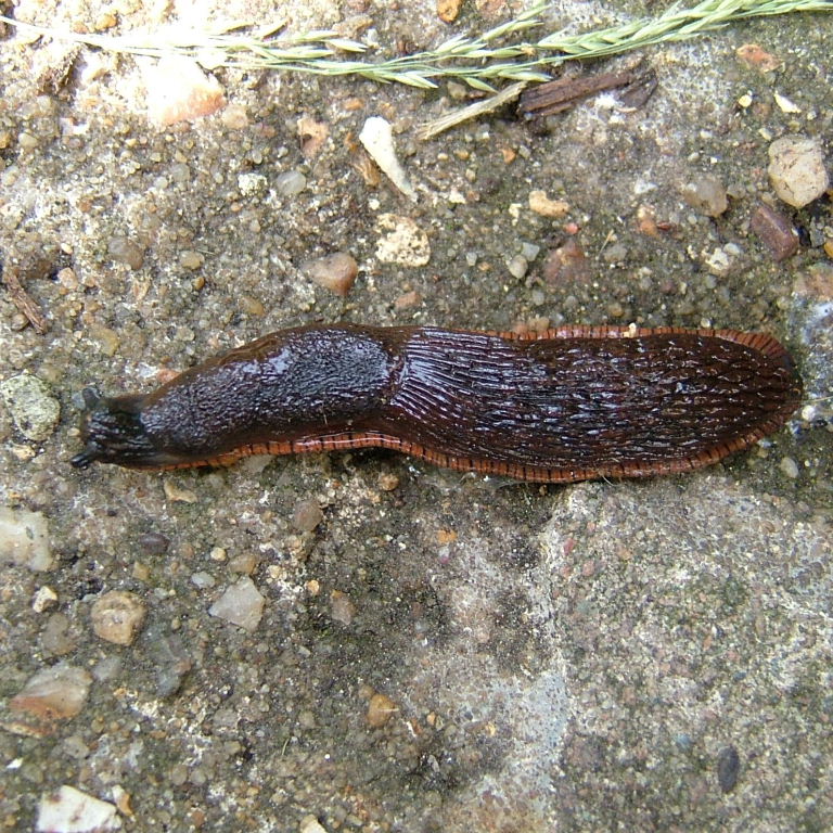 Large Arion Slug