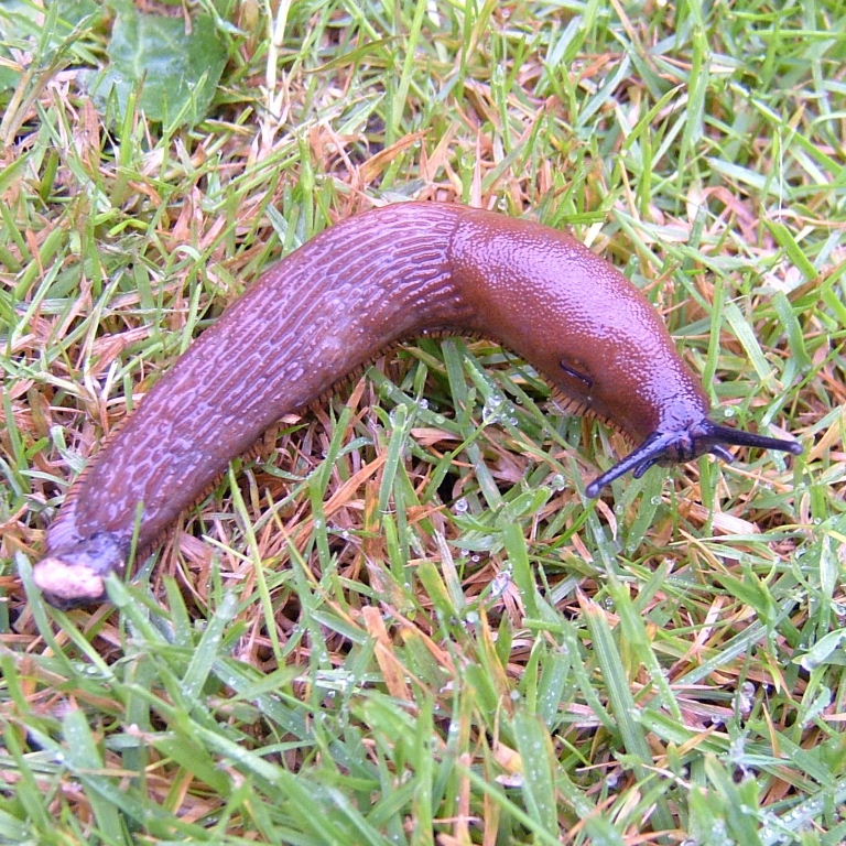 Large Arion Slug