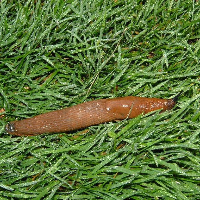 Large Arion Slug
