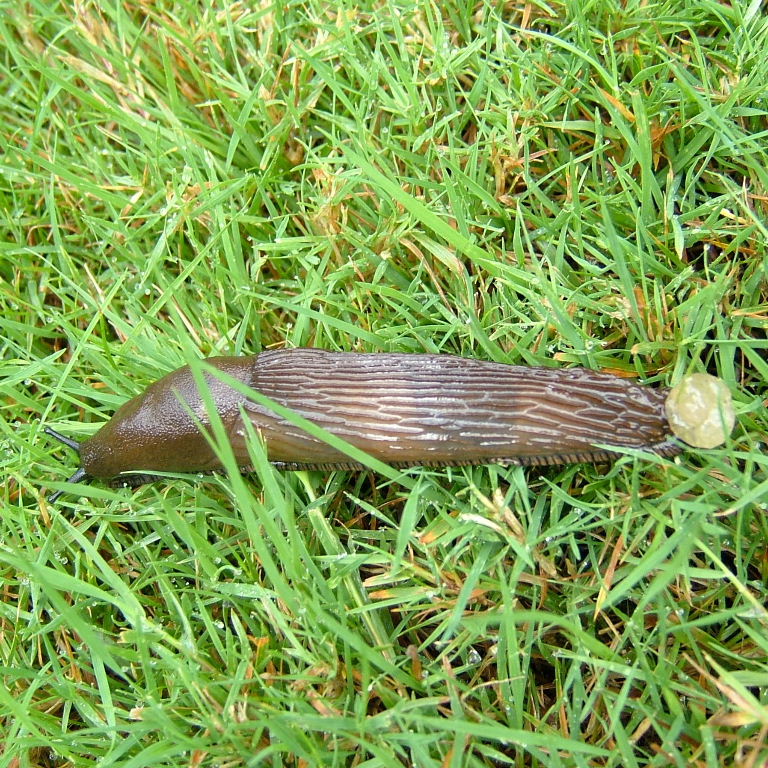 Large Arion Slug