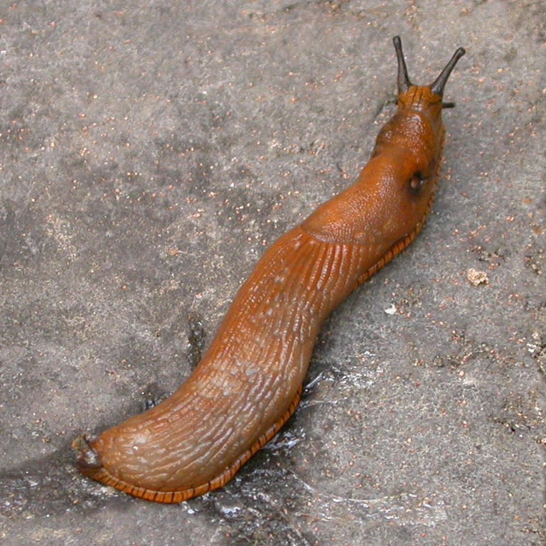 Large Arion Slug