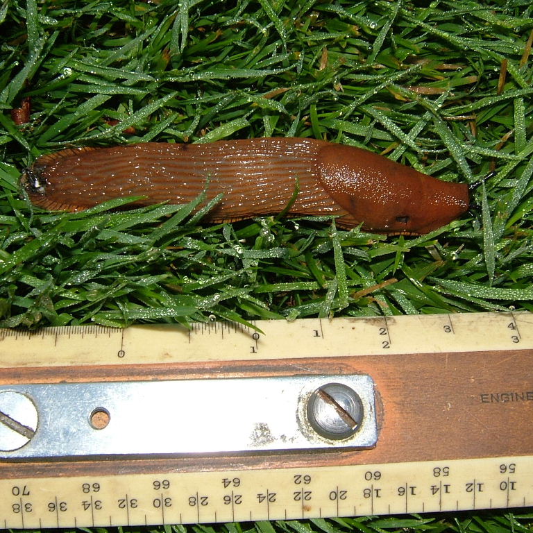 Large Arion Slug