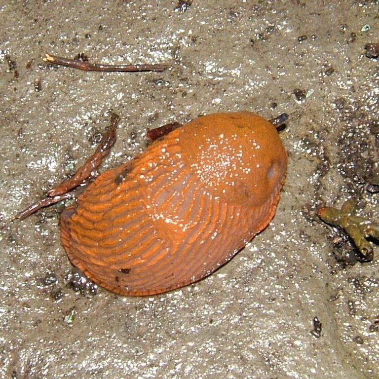 Large Arion Slug