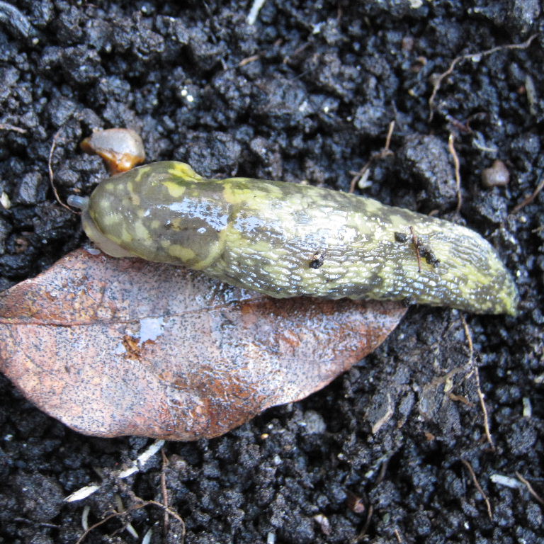 Green Cellar Slug