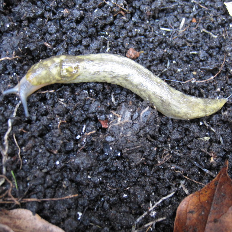 Green Cellar Slug