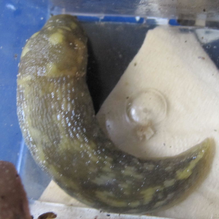 Green Cellar Slug in humane mouse trap