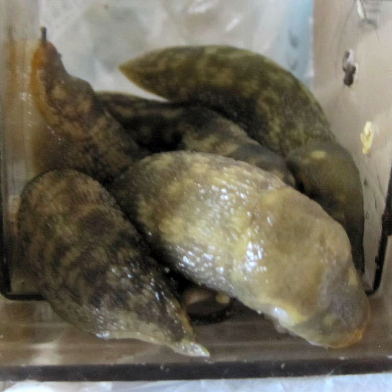 Several Green Cellar Slugs in humane mouse trap
