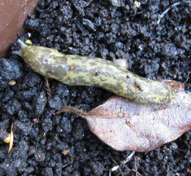 Green Cellar Slug