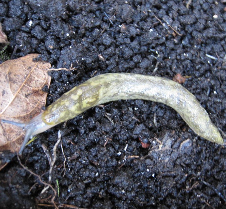 Green Cellar Slug