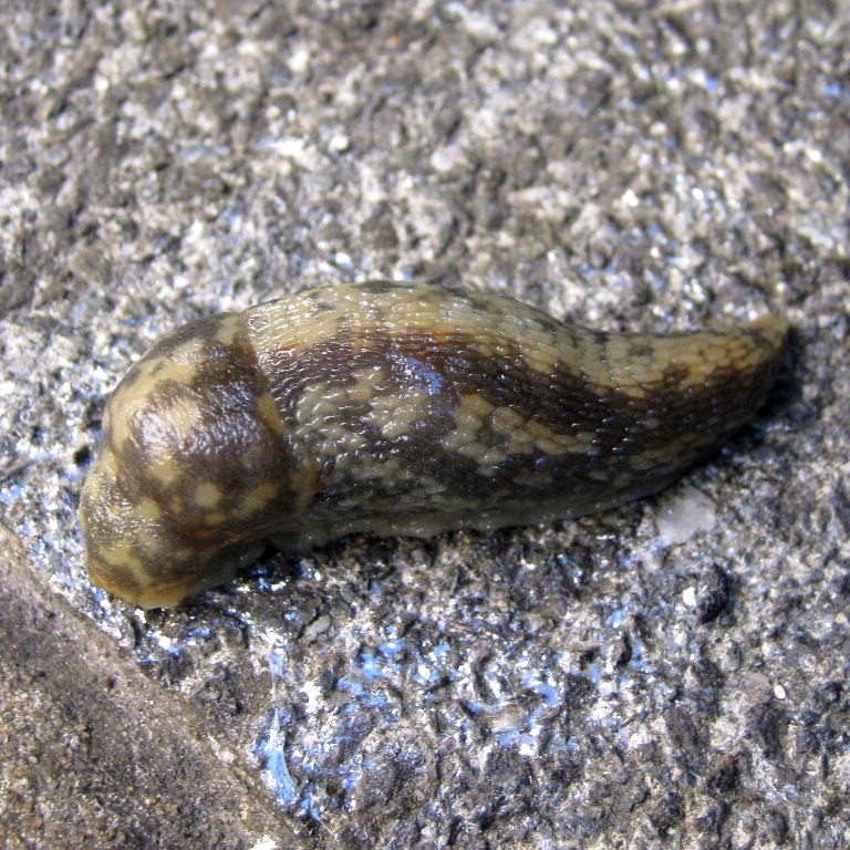 Green Cellar Slug or Yellow?