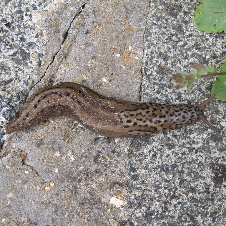 Leopard Slug