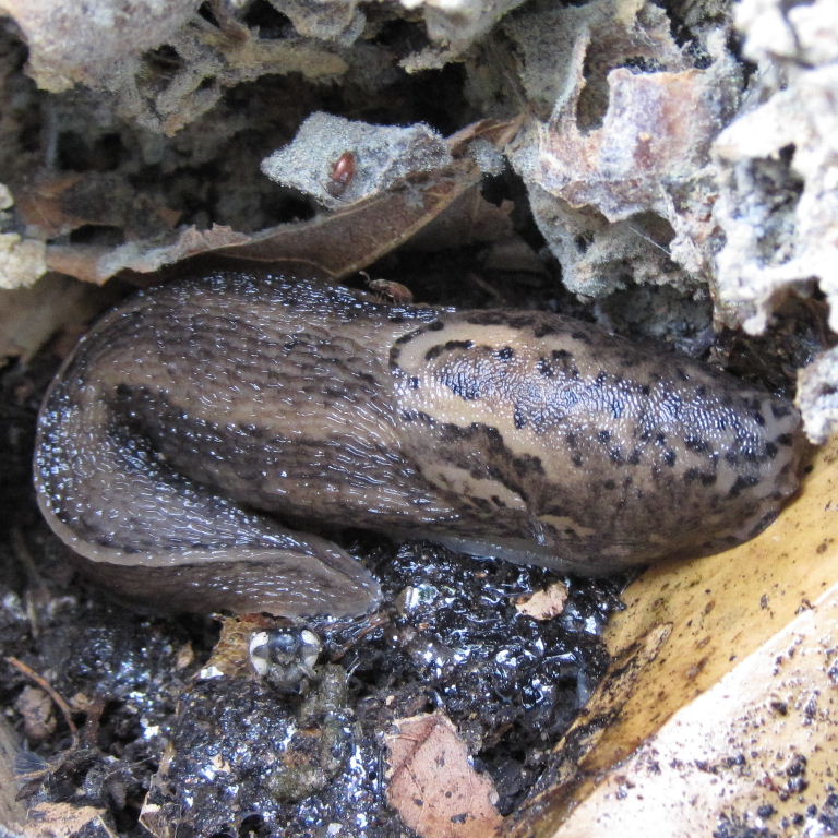 Leopard Slug