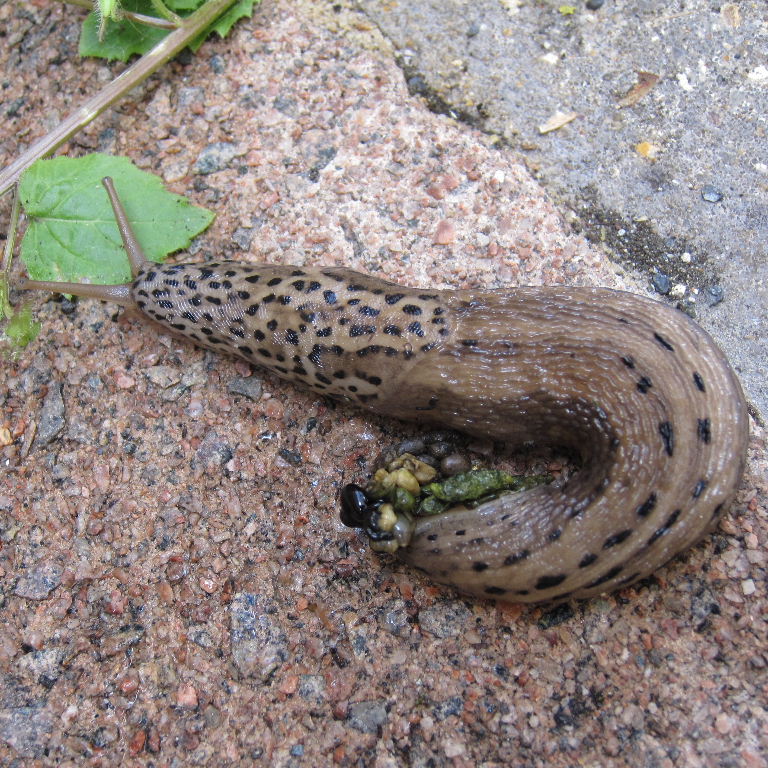 Leopard Slug