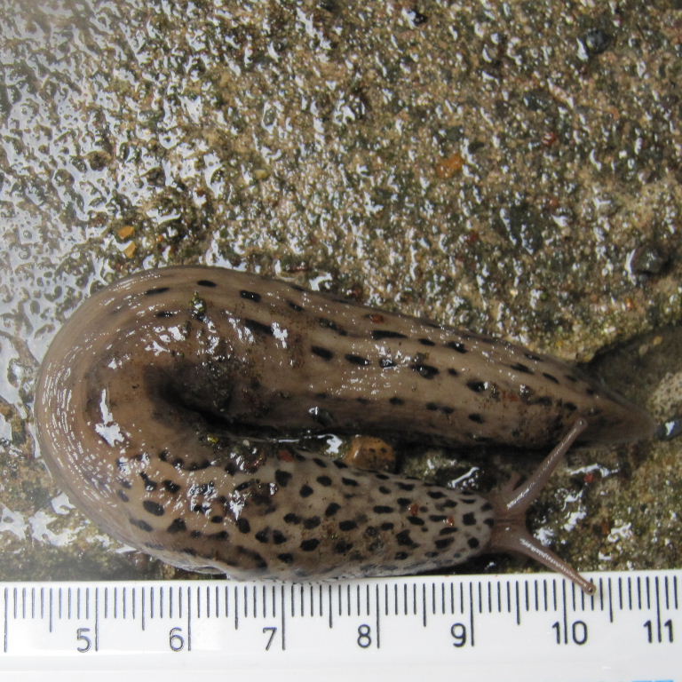 Leopard Slug