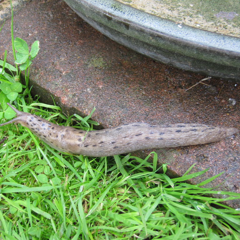 Leopard Slug