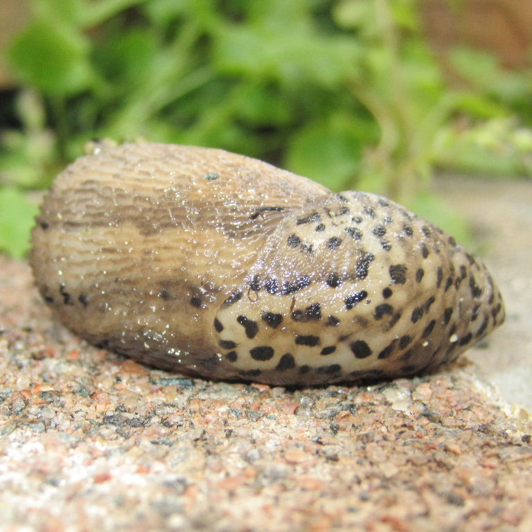 Leopard Slug