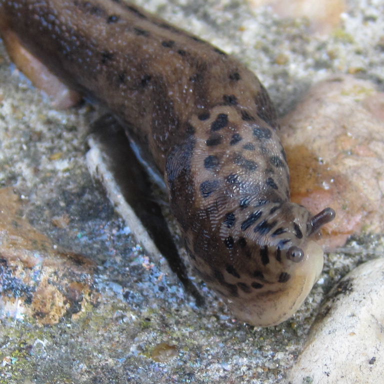 Leopard Slug