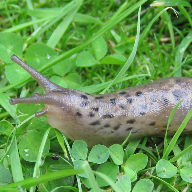 Leopard Slug