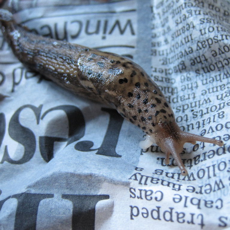 Leopard Slug