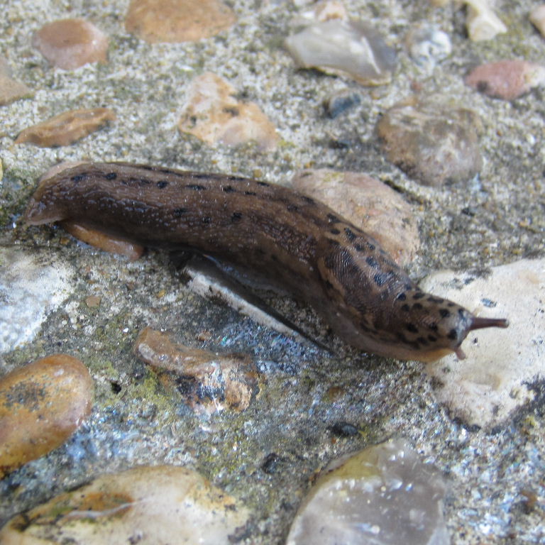 Leopard Slug