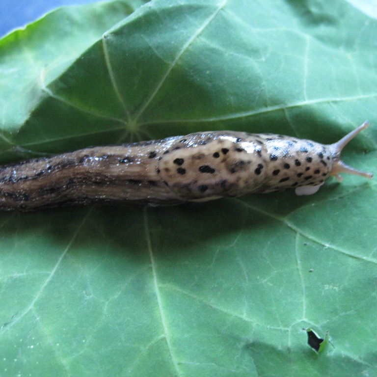 Leopard Slug