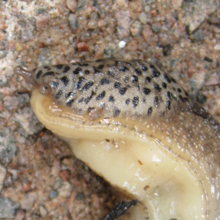 Leopard Slug foot