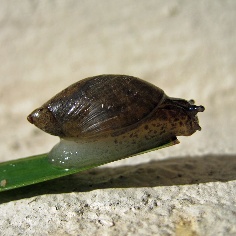 Large Amber Snail