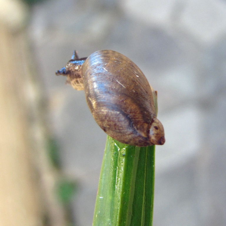 Large Amber Snail