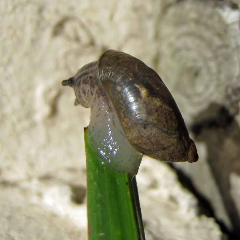 Large Amber Snail
