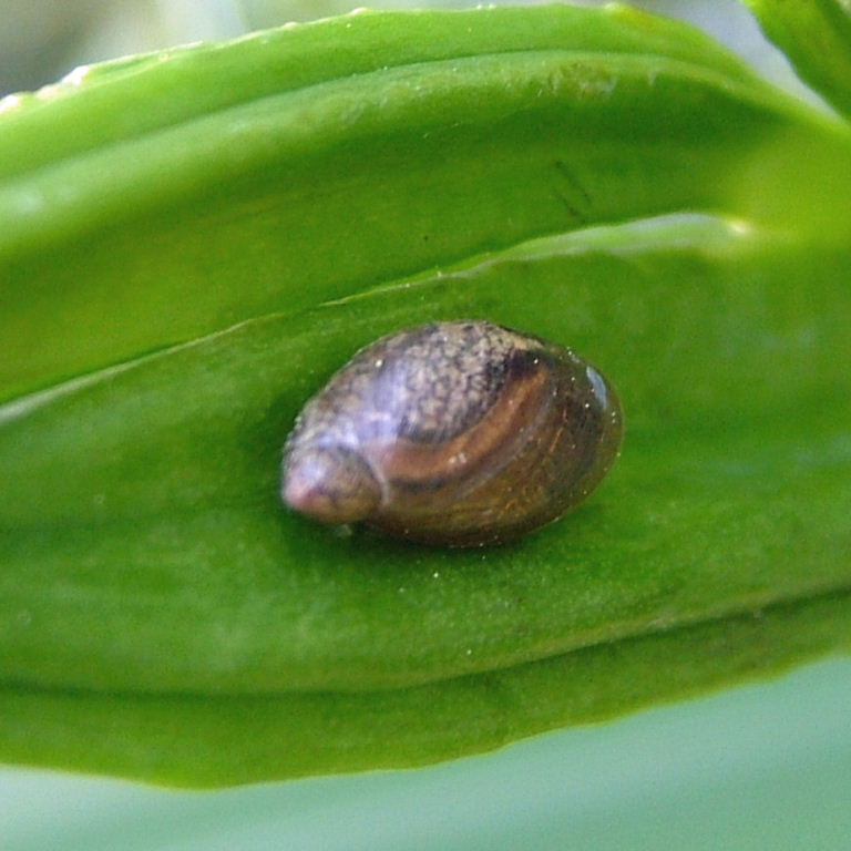 Large Amber Snail