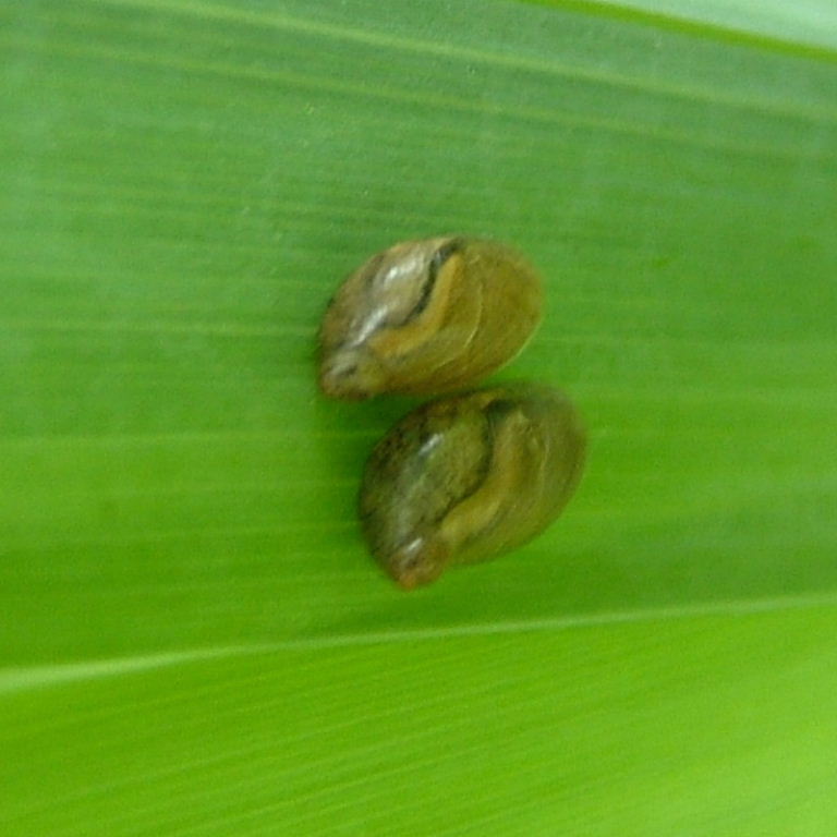 Large Amber Snail