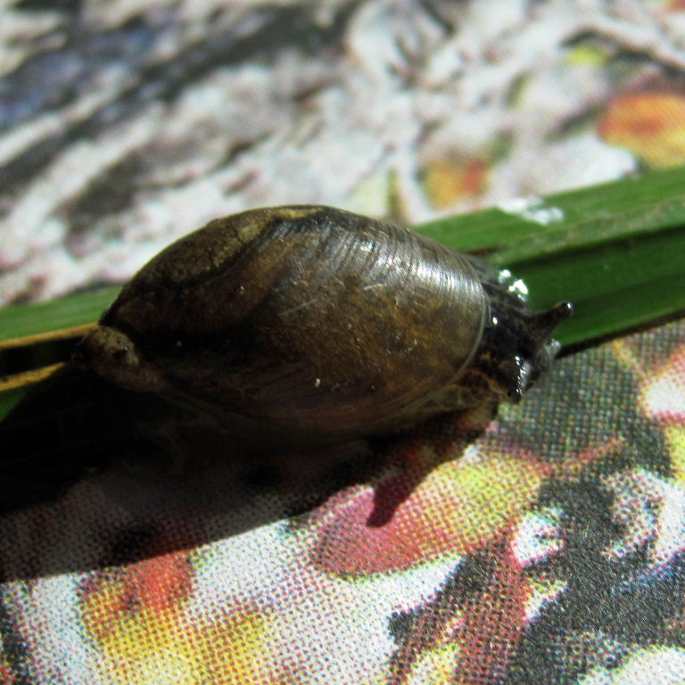 Large Amber Snail