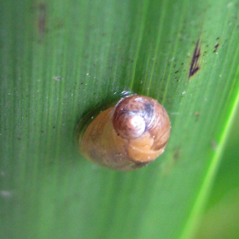 Large Amber Snail