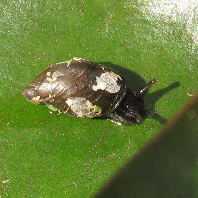 Pfeiffer's Amber Snail