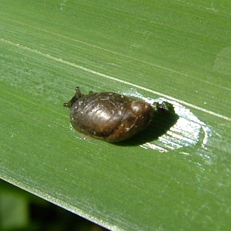 Pfeiffer's Amber Snail