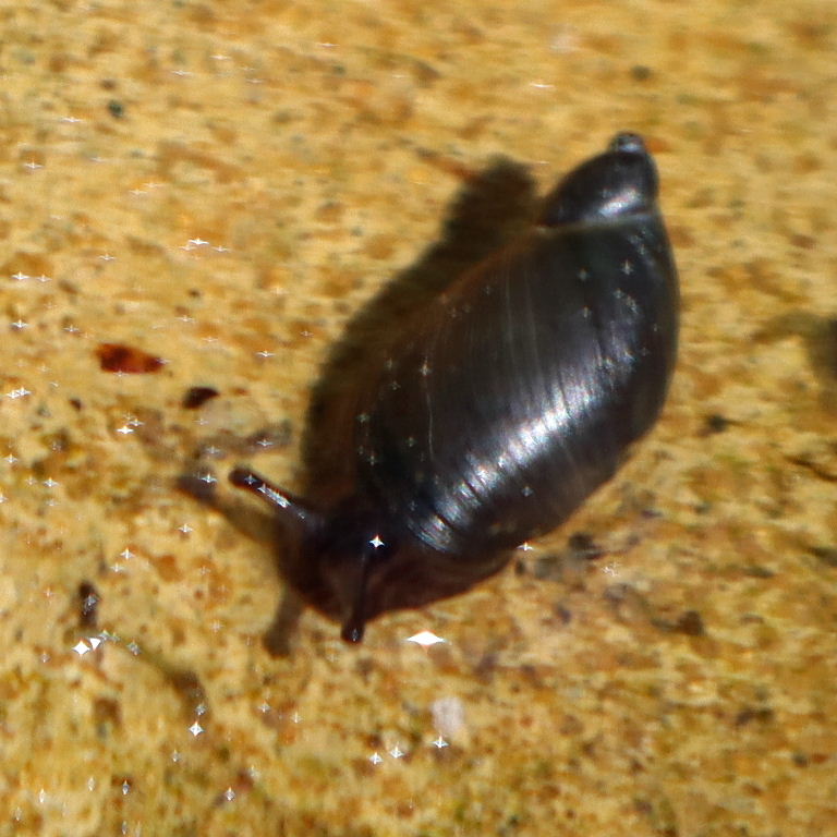 Pfeiffer's Amber Snail