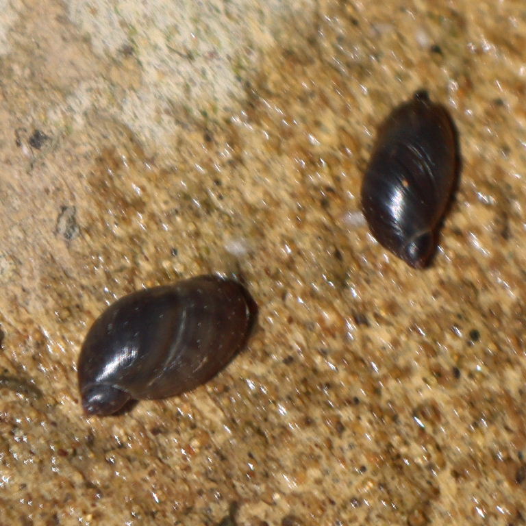 Pfeiffer's Amber Snail