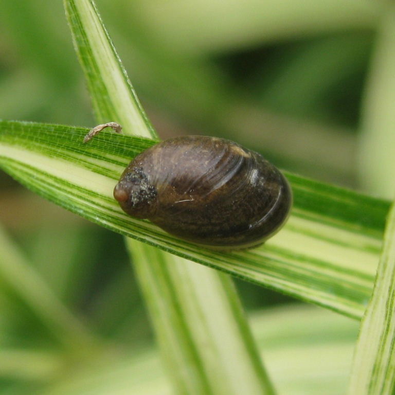 Pfeiffer's Amber Snail