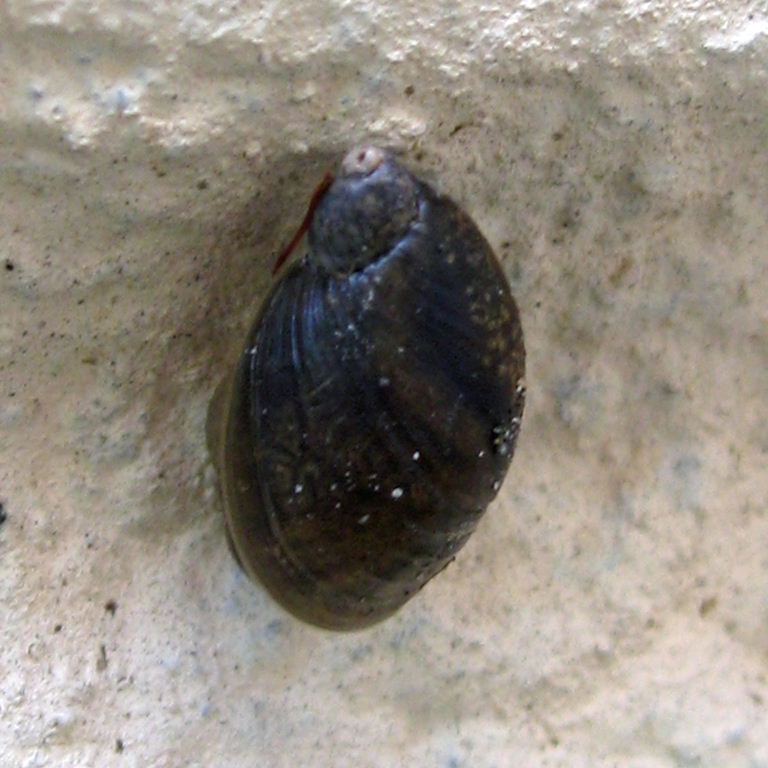 Pfeiffer's Amber Snail