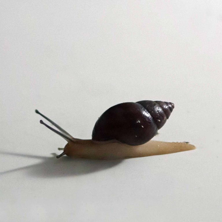 Fregate Island Enid Snail