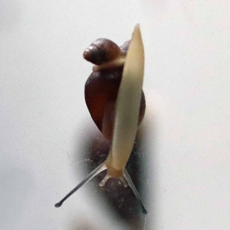 Fregate Island Enid Snail